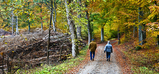 Image showing Forest