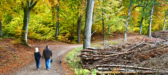 Image showing Forest