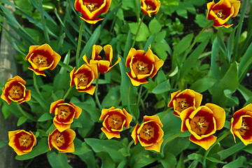 Image showing Tulips