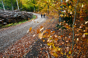 Image showing Forest