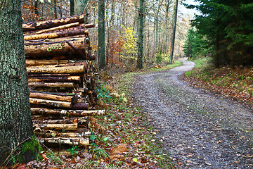 Image showing Forest