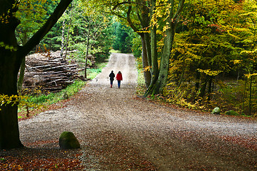 Image showing Forest