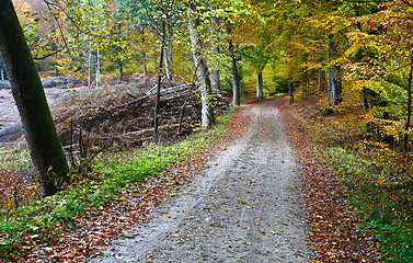 Image showing Forest