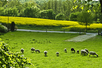 Image showing sheeps