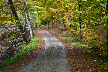 Image showing Forest