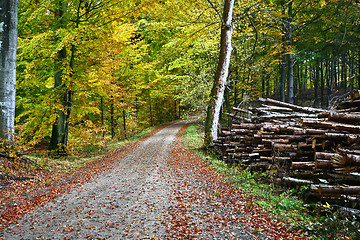 Image showing Forest