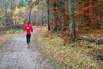 Image showing Forest