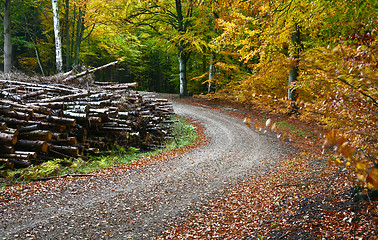 Image showing Forest