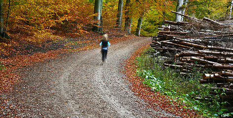 Image showing Forest