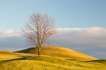 Image showing Lonely tree