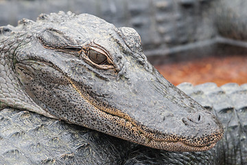 Image showing In the crocodile farm