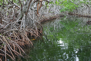 Image showing Tropical mangrove 