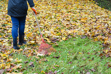 Image showing woman red rake tool hand garden work leaves autumn 