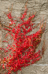 Image showing block house wall red color creeper grow autumn 