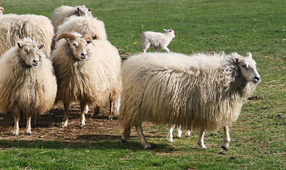 Image showing she needs a haircut