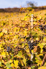 Image showing Italian Vineyard