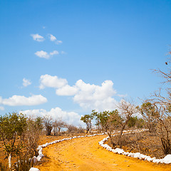 Image showing Savana road