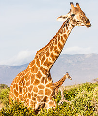 Image showing Free Giraffe in Kenya