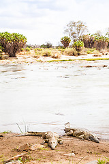 Image showing Kenian crocodiles