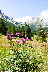 Image showing Italian Alps