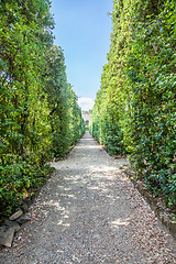 Image showing Boboli Gardens