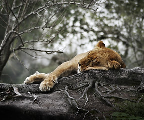 Image showing Female Lion Sleeping