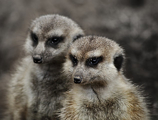 Image showing Meerkats