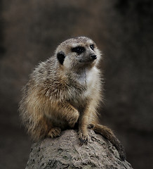 Image showing Meerkat