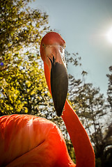 Image showing pink flamingo