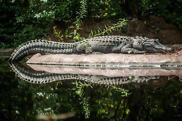 Image showing Crocodile is between land and water 