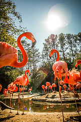 Image showing pink flamingo