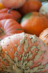 Image showing pumpkins on pumpkin patch