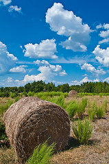 Image showing harvest