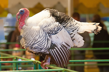 Image showing White turkey 