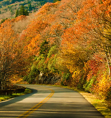 Image showing autumn colors