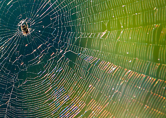 Image showing spider web