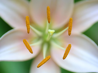 Image showing symmetrical flower closeup