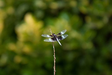 Image showing dragonfly