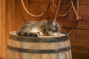 Image showing cat sleeping on wooden wine barrel