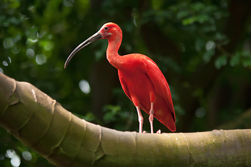 Image showing pink tropical bird