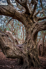 Image showing Ancient crooked tree limbs and trunk