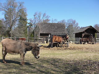 Image showing animals on the farm