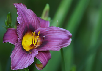 Image showing beautiful purple lilies in garden, close up