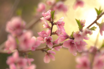 Image showing spring bloom