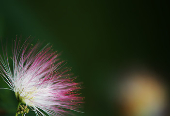 Image showing Fluffy acacia