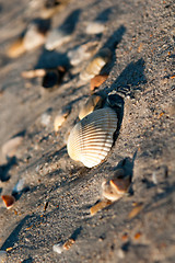 Image showing Wilmington coastal scene, Wilmington, North Carolina