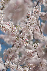 Image showing spring bloom
