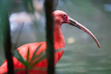 Image showing pink tropical bird
