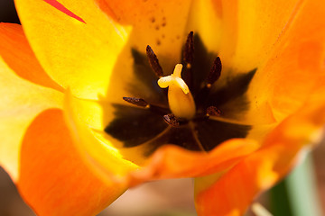 Image showing yellow tulip