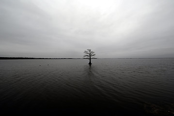 Image showing lonely tree in the lake